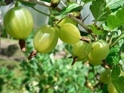 green Gooseberry Fruit on Bush