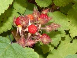 red japanese raspberry