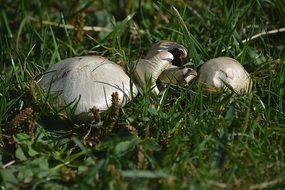 white champignons in a green meadow