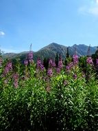 blooming flowers in front of tatry poland mountains