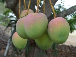beautiful delicious Mango
