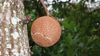 The beginning of cannon balls on the tree