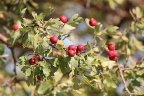 hawthorn is an autumn harvest