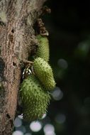 green fruit on tree