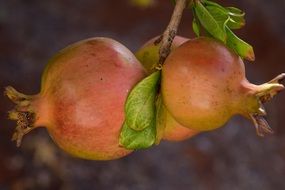 Pomegranate Ripe