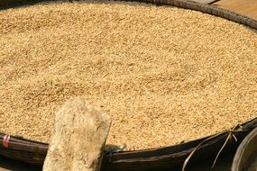 Wellow rice grains in the big bowl