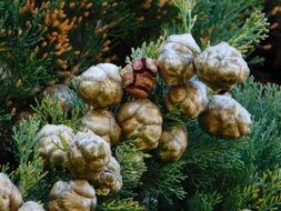 Pignette Pine Cones