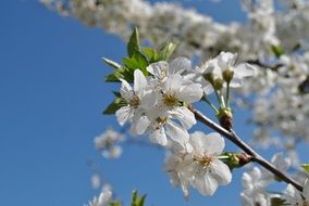 white fruit tree flowers