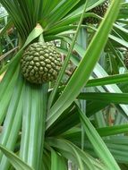 exotic fruit on a green plant