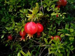 grenades grow on a tree