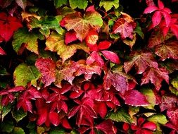 Autumn Leaves red and pink