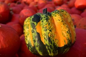 overripe Pumpkin Close up
