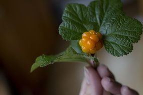 yellow wild berry closeup