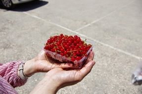 Fresh Cranberry Fruit