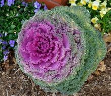 purple-green cabbage in the garden