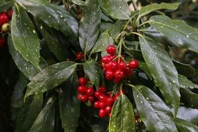 red wild berries on a bush close-up