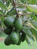 ripe green avocados on a branch