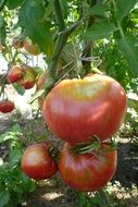 tomatoes in a greenhouse in the garden