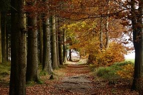 Forest Tree Path