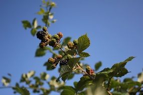 green and black berries of a blackberry on a branch