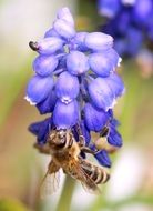 insect on purple blossoming flower