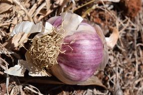 fresh pink garlic on the grass
