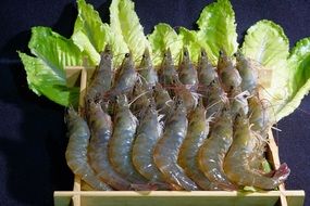 fresh king prawns and green salad