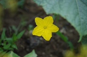 Cucumber Flower close up