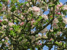 attractive Spring Apple Flower