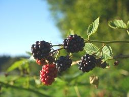 blackberry on a branch under the bright sun close-up on blurred background