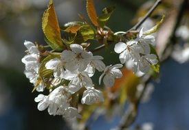 flowering tree with white flowers in the garden