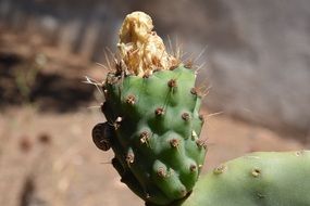 Cactus Prickly Pear blooms