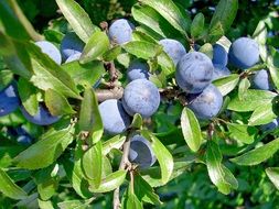 blue fruits of wild thorn