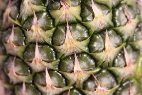 Exotic Pineapple macro