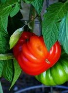 red and green tomato on the stem