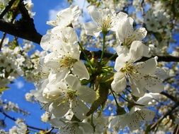 beautiful Apple white Blossom