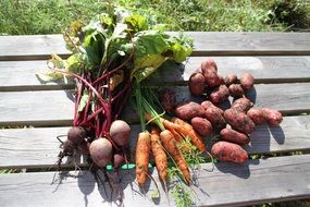 organic crop of vegetables