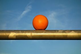 orange on a gold perch