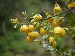 yellow lemons on the branch all year round