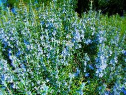 blue rosemary flowers