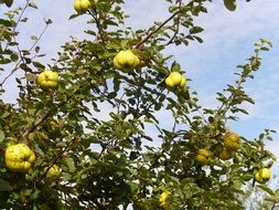 lot of ripe quince fruits on a tree