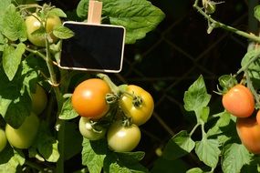 Tomatoes ripening on plants at sun
