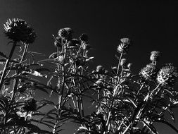 Artichoke Flowers black and white closeup
