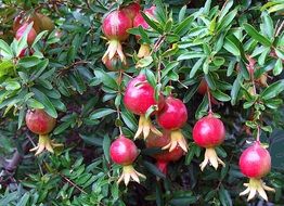 fruits of decorative pomegranate