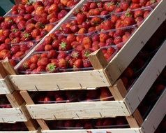 wooden boxes with strawberries