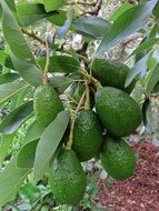 many green avocados on a branch close-up