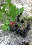 black wild berries on a branch