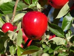 bright red elongated apples on a tree under the sun