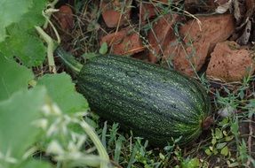 young green pumpkin in the garden