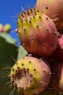 prickly pear fruits close-up on a sunny day